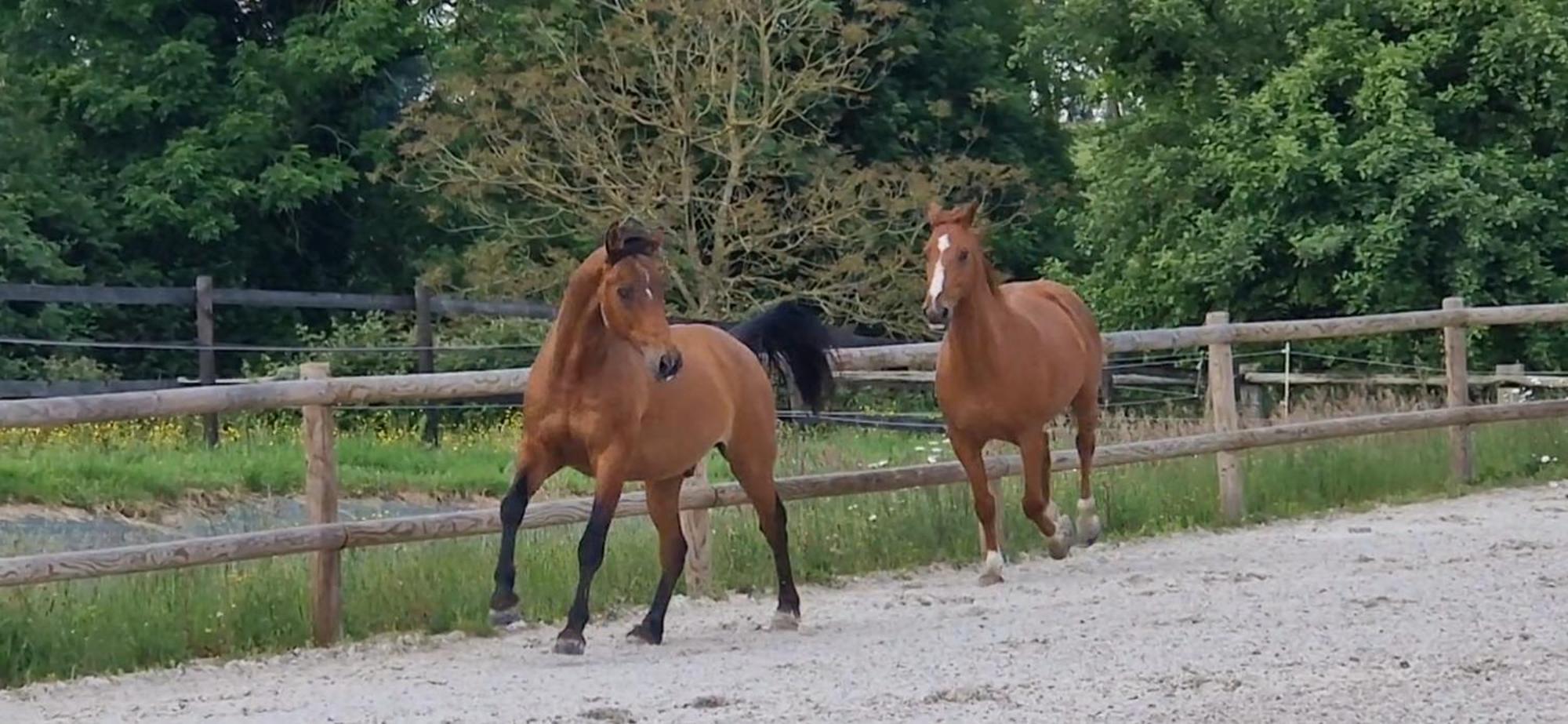 Saint-Desir Relais Equestre Du Miloir - Chambres D'Hotes المظهر الخارجي الصورة