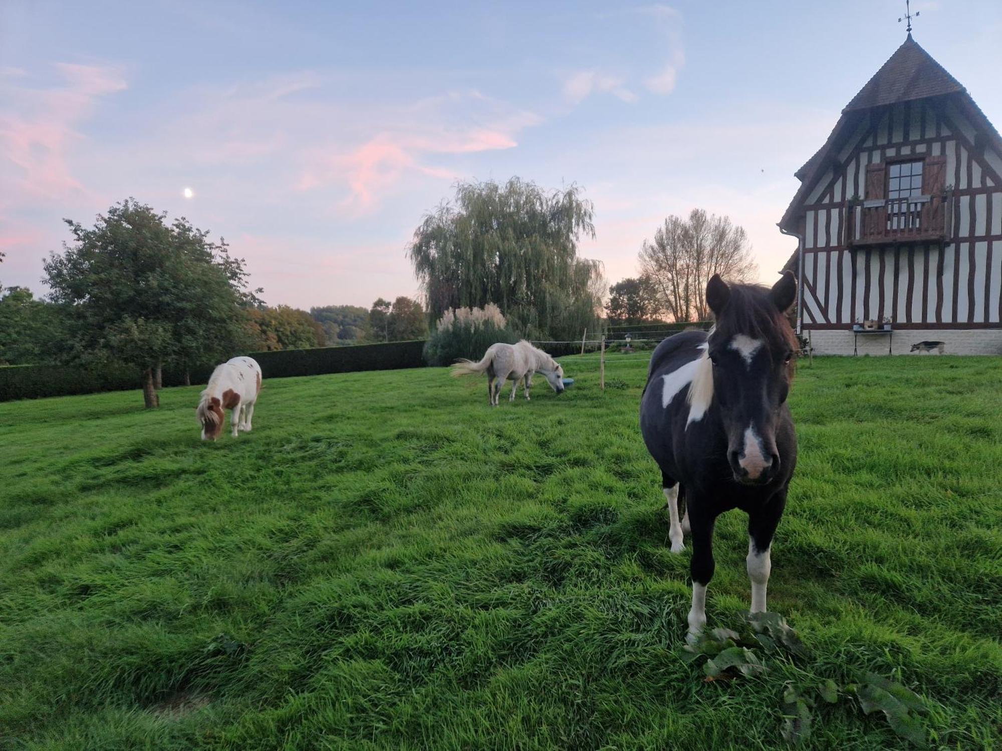 Saint-Desir Relais Equestre Du Miloir - Chambres D'Hotes المظهر الخارجي الصورة
