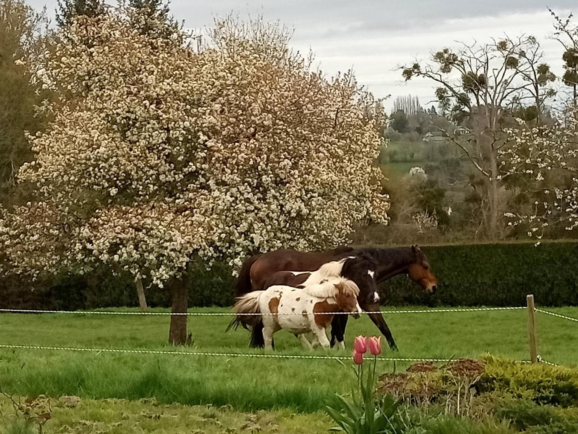 Saint-Desir Relais Equestre Du Miloir - Chambres D'Hotes المظهر الخارجي الصورة